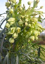 Image result for Helleborus foetidus