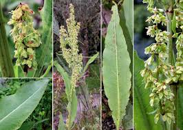 Attēlu rezultāti vaicājumam “Rumex hydrolapathum”