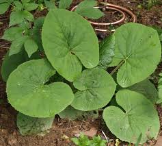 Attēlu rezultāti vaicājumam “Ligularia sibirica”