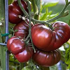 Afbeeldingsresultaat voor bloody butcher tomato