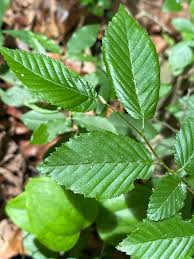 Attēlu rezultāti vaicājumam “Carpinus caroliniana female flower”