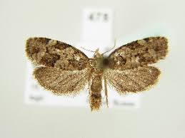 Attēlu rezultāti vaicājumam “Dichelia histrionana”