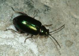 Attēlu rezultāti vaicājumam “Altica sp.”