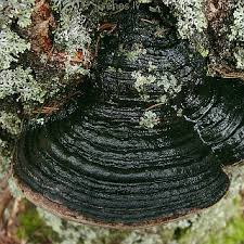 Attēlu rezultāti vaicājumam “Phellinus nigricans”