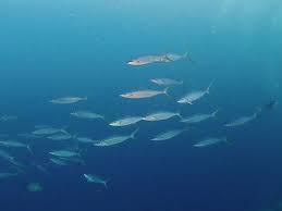 Image result for Elagatis bipinnulata