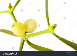 Attēlu rezultāti vaicājumam “Viscum album fruit”