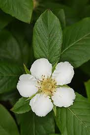 Attēlu rezultāti vaicājumam “Mespilus germanica”