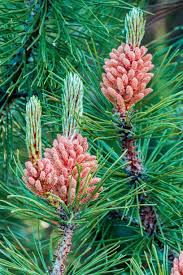 Attēlu rezultāti vaicājumam “Pinus sylvestris female flower”