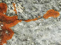 Attēlu rezultāti vaicājumam “Caloplaca saxicola”