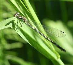 Attēlu rezultāti vaicājumam “Coenagrion hastulatum”