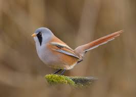 Attēlu rezultāti vaicājumam “Panurus biarmicus”