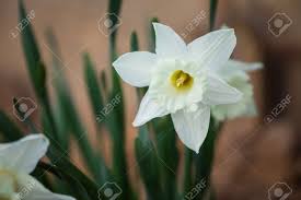 Attēlu rezultāti vaicājumam “Narcissus bud”