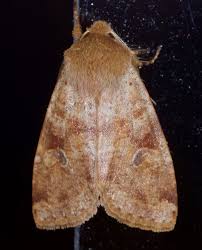 Attēlu rezultāti vaicājumam “Orthosia sp.”