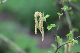 Attēlu rezultāti vaicājumam “Betula pubescens flower”