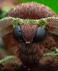 Attēlu rezultāti vaicājumam “Dianema nivale macro”