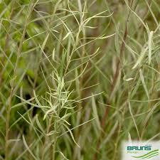 Attēlu rezultāti vaicājumam “Salix repens subsp. rosmarinifolia”