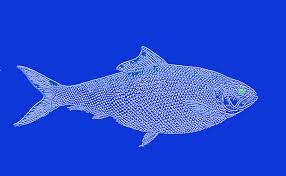 Image result for Alosa alosa