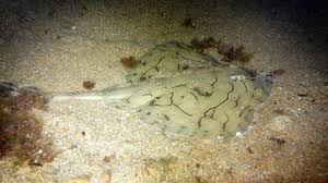 Image result for Raja undulata