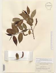 Attēlu rezultāti vaicājumam “Salix pentandra”