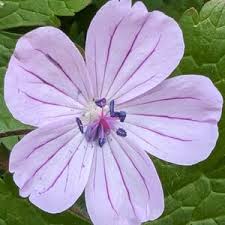 Attēlu rezultāti vaicājumam “Geranium bohemicum bud”