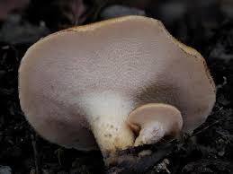 Attēlu rezultāti vaicājumam “Polyporus tuberaster”