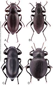 Attēlu rezultāti vaicājumam “Blaps mortisaga”