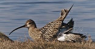 Image result for Numenius tenuirostris