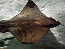 Image result for Myliobatis freminvillei