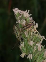 Attēlu rezultāti vaicājumam “Stenotus binotatus female”