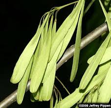 Attēlu rezultāti vaicājumam “Fraxinus pennsylvanica fruit”