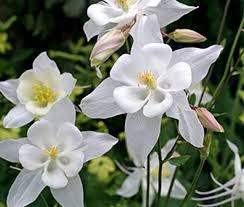 Image result for Aquilegia caerulea
