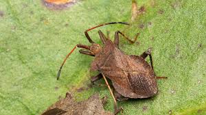 Attēlu rezultāti vaicājumam “Coreus marginatus”