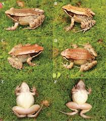 Attēlu rezultāti vaicājumam “Ranidae”