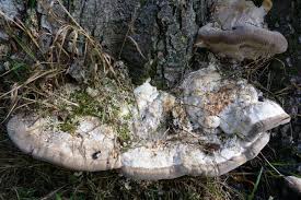 Attēlu rezultāti vaicājumam “Trametes gibbosa”