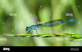 Attēlu rezultāti vaicājumam “Coenagrion puella”