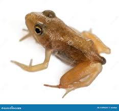 Attēlu rezultāti vaicājumam “Rana temporaria adult”