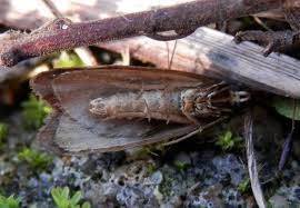 Attēlu rezultāti vaicājumam “Diurnea lipsiella”