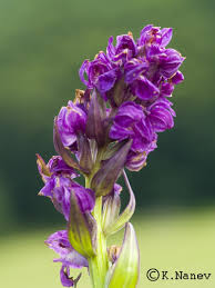 Attēlu rezultāti vaicājumam “Dactylorhiza russowii flower”