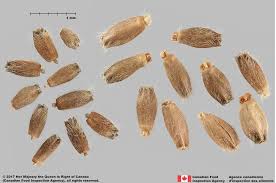 Image result for Knautia arvensis