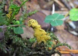 Attēlu rezultāti vaicājumam “Hemitrichia chrysospora”