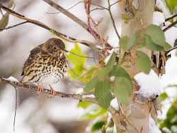 Attēlu rezultāti vaicājumam “Turdus philomelos”