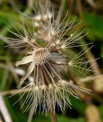 Attēlu rezultāti vaicājumam “Leontodon hispidus”