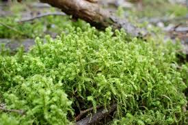 Attēlu rezultāti vaicājumam “Rhytidiadelphus”