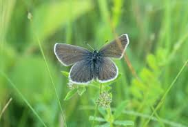 Attēlu rezultāti vaicājumam “Plebejus idas underside”