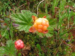 Attēlu rezultāti vaicājumam “Rubus chamaemorus fruit”