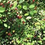 Attēlu rezultāti vaicājumam “Cotoneaster multiflorus fruit”