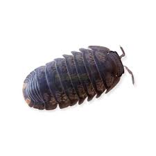 Attēlu rezultāti vaicājumam “Isomira murina”