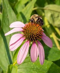 Attēlu rezultāti vaicājumam “Echinacea purpurea flower”