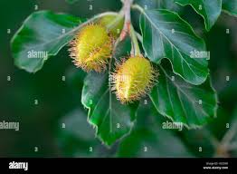 Attēlu rezultāti vaicājumam “Fagus sylvatica fruit”