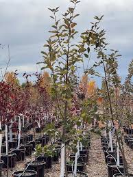 Attēlu rezultāti vaicājumam “Sorbus intermedia”